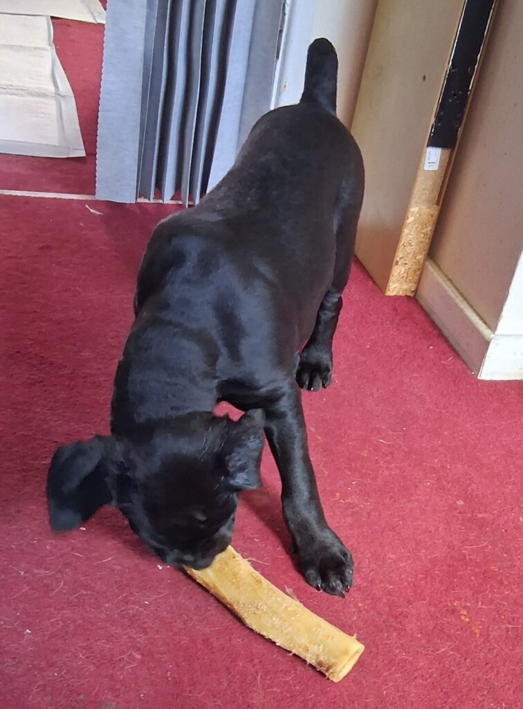 A New Recruit Joins the Testing Team... 20260628 110624