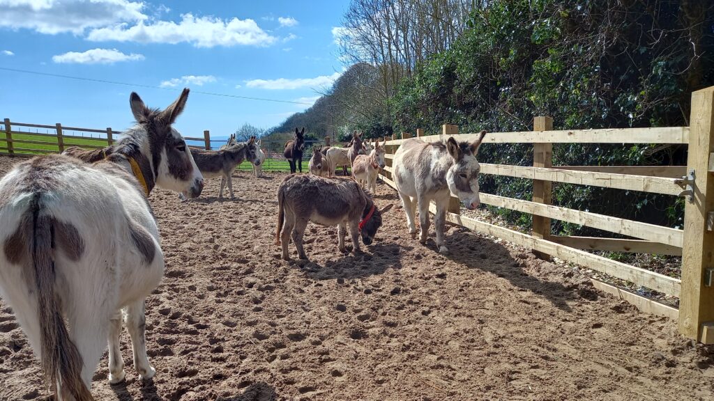Why Sidmouth Is Calling Me Back 20230415 120206